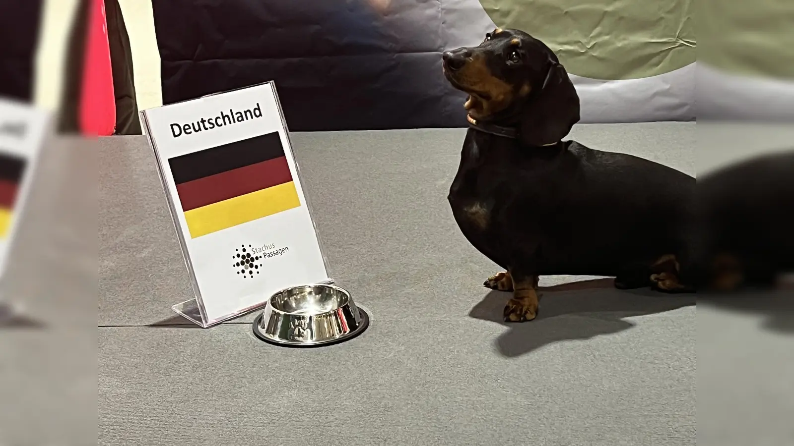 Hier war er sich ganz sicher: Ludwig, das Dackel-Orakel, tippte auf Deutschland als Sieger beim Eröffnungsspiel. Und auch eine Vorhersage, wer Europameister wird, hat er getroffen.  (Foto: Agentur Weimer & Paulus GmbH)