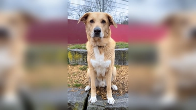 Rüde „Harald”. (Foto: Tierheim Riem)