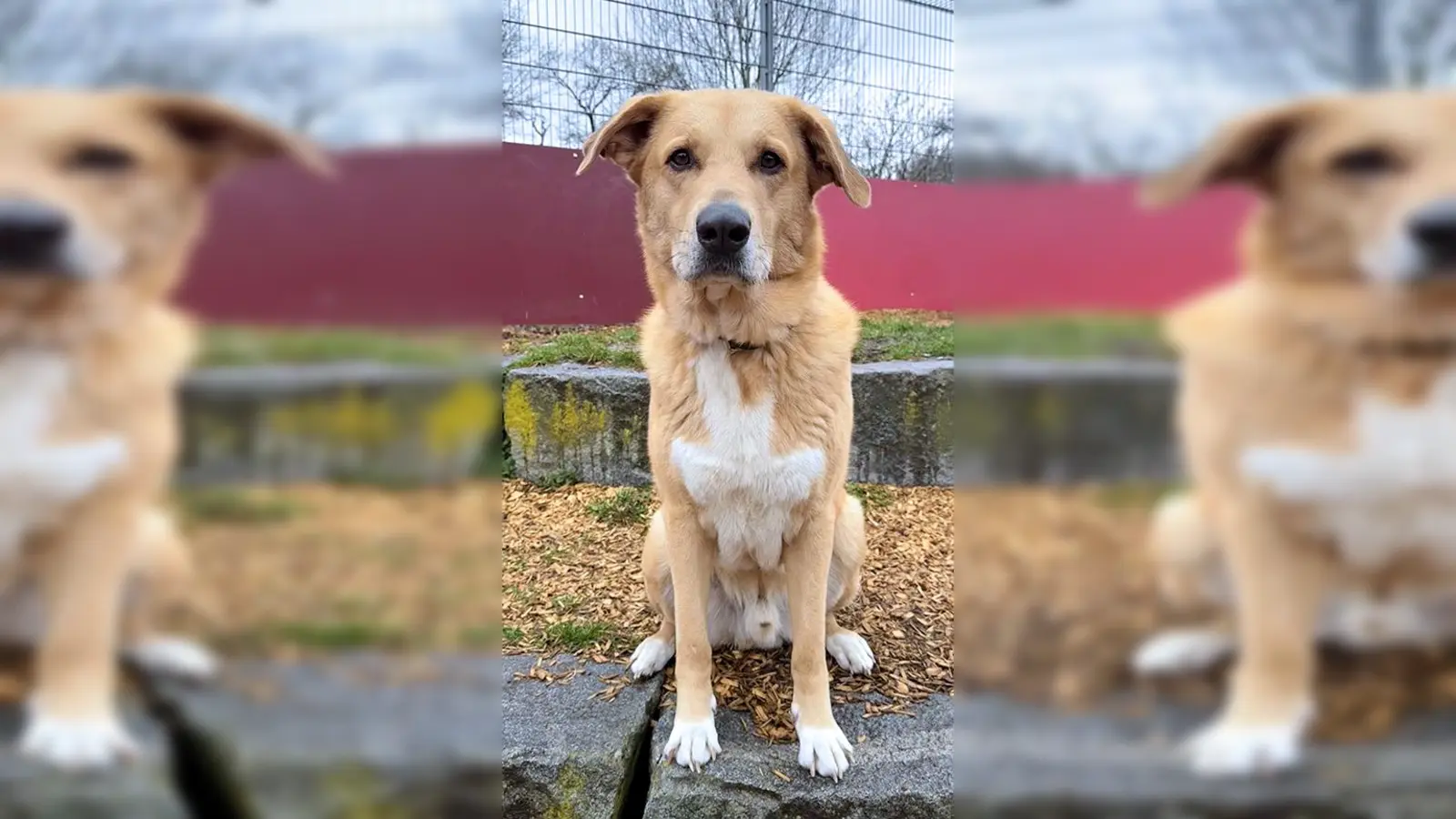 Rüde „Harald”. (Foto: Tierheim Riem)