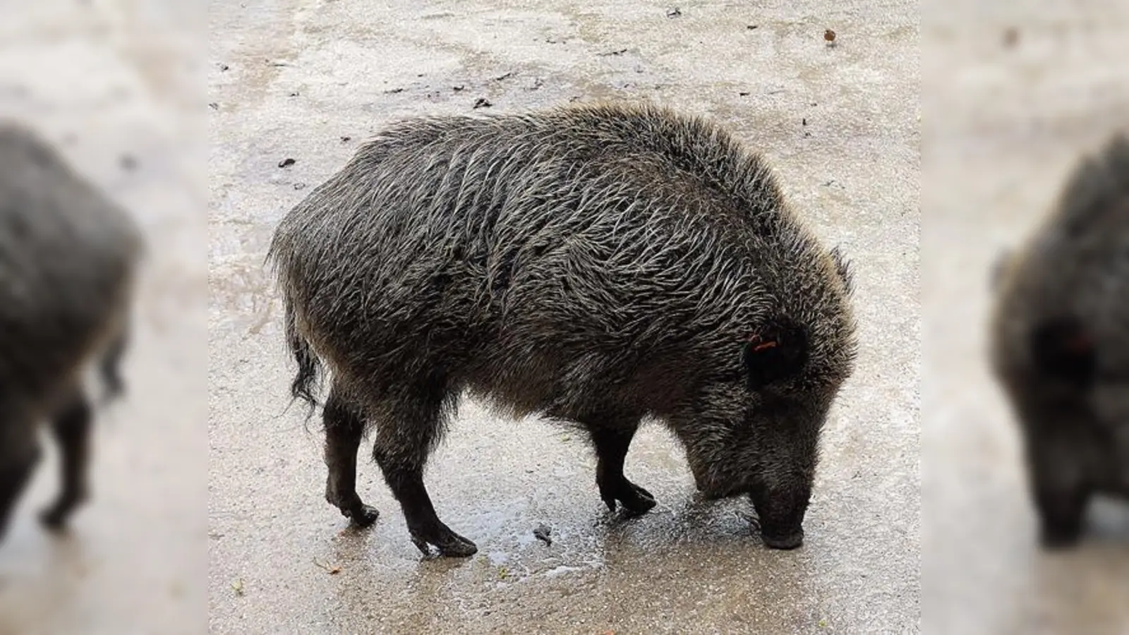 Derzeit findet keine Fütterung der Wildschweine an der Sauschütt statt, da sie in der Natur genug zu fressen finden.  (Foto: Heike Woschee)