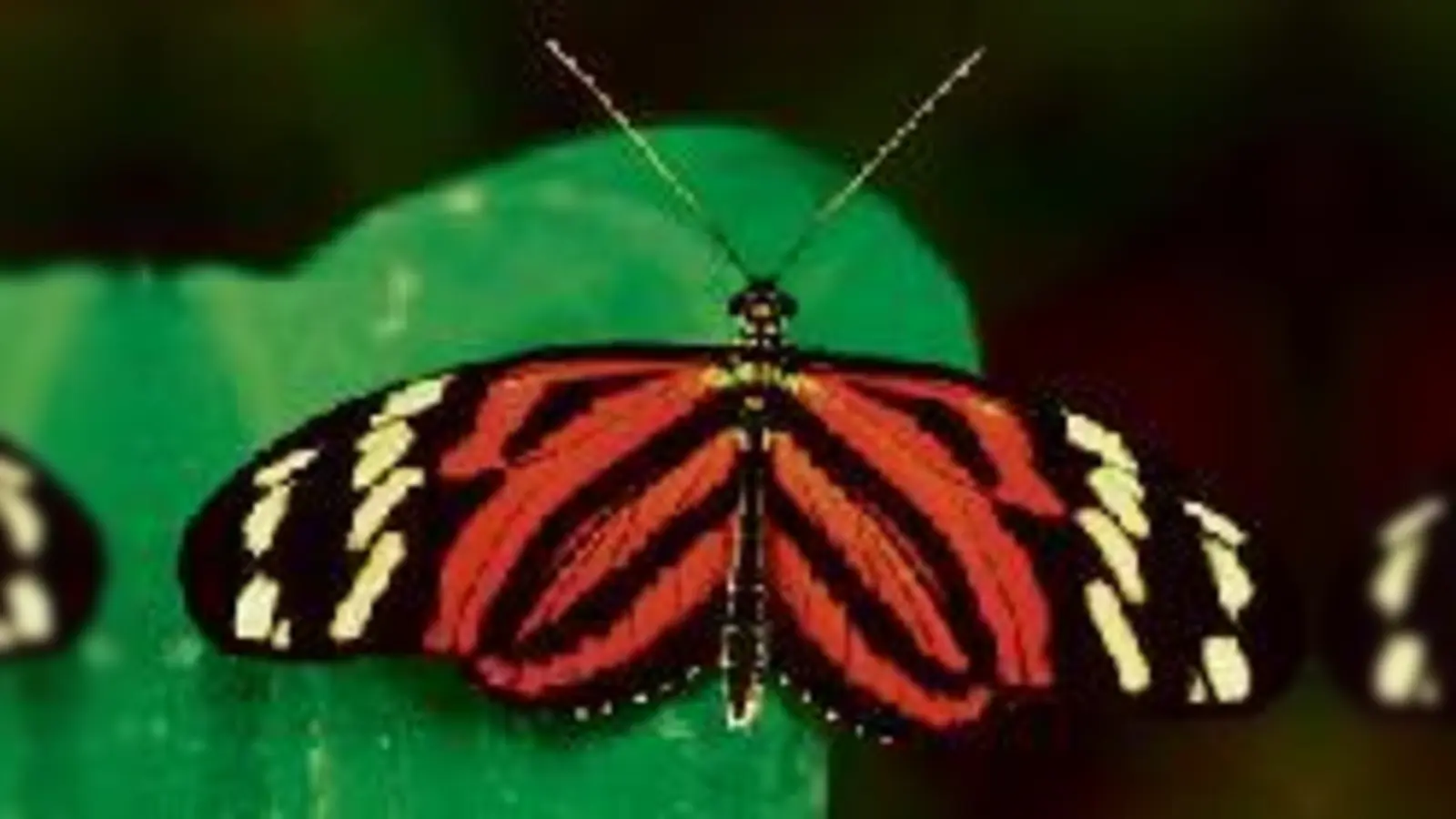 Die schönen Farben der Schmetterlinge sind im Botanischen Garten zu bestaunen.	  (Foto: Franz Schlegel)