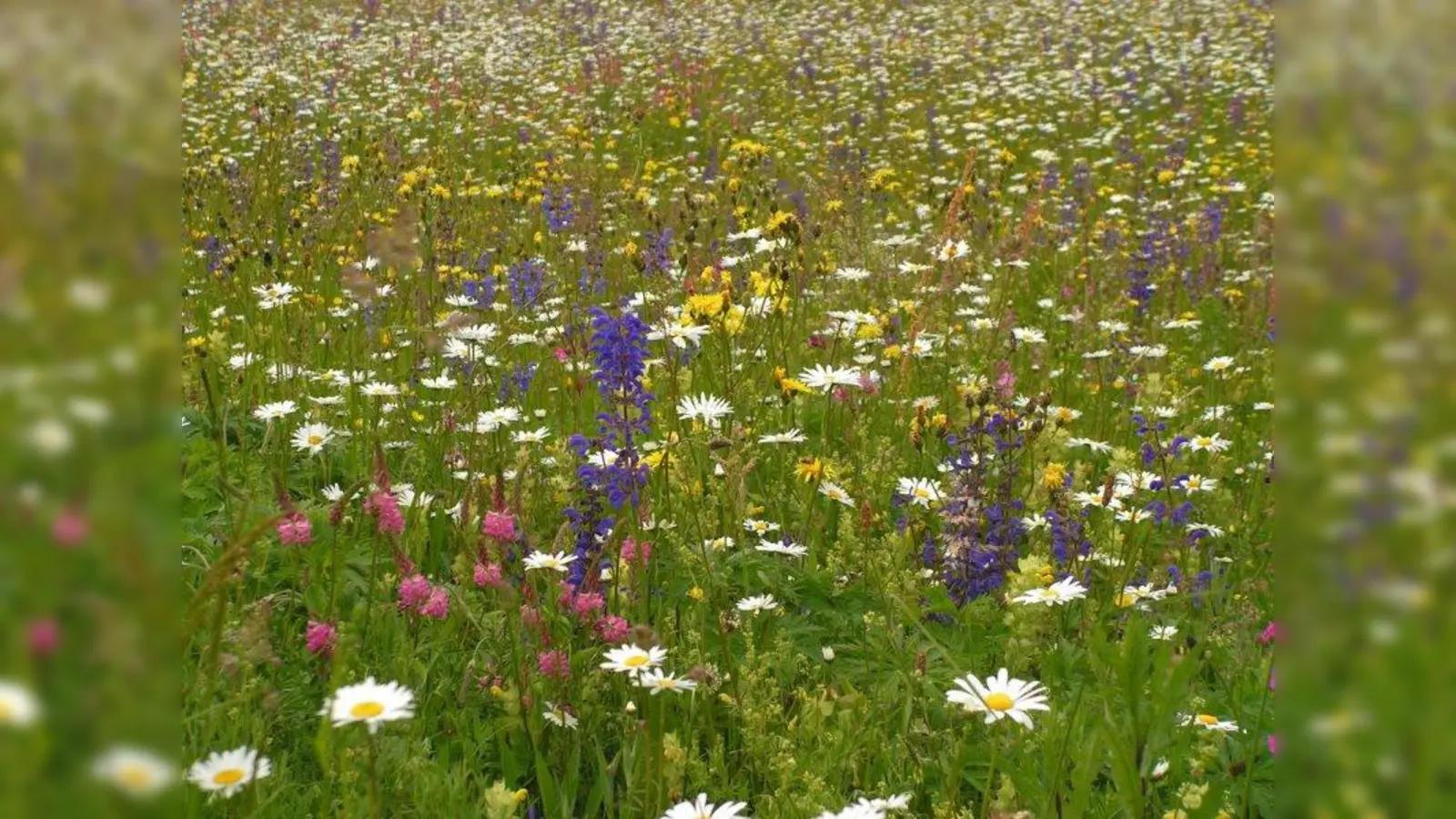 Die Saat ist aufgegangen: Blühwiese in Germering. (Foto: Stadt Germering)