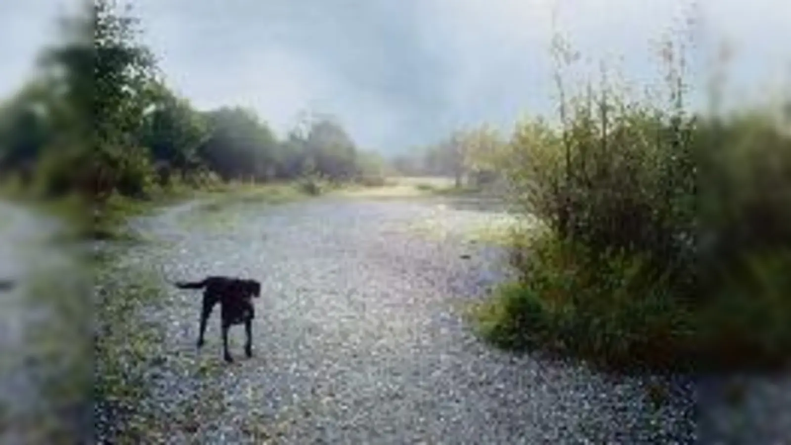 Die Idylle trügt: Das parkähnliche Gelände am Georg-Pickl-Weg wird schon seit den 60er-Jahren bejagd.  (Foto: gf)