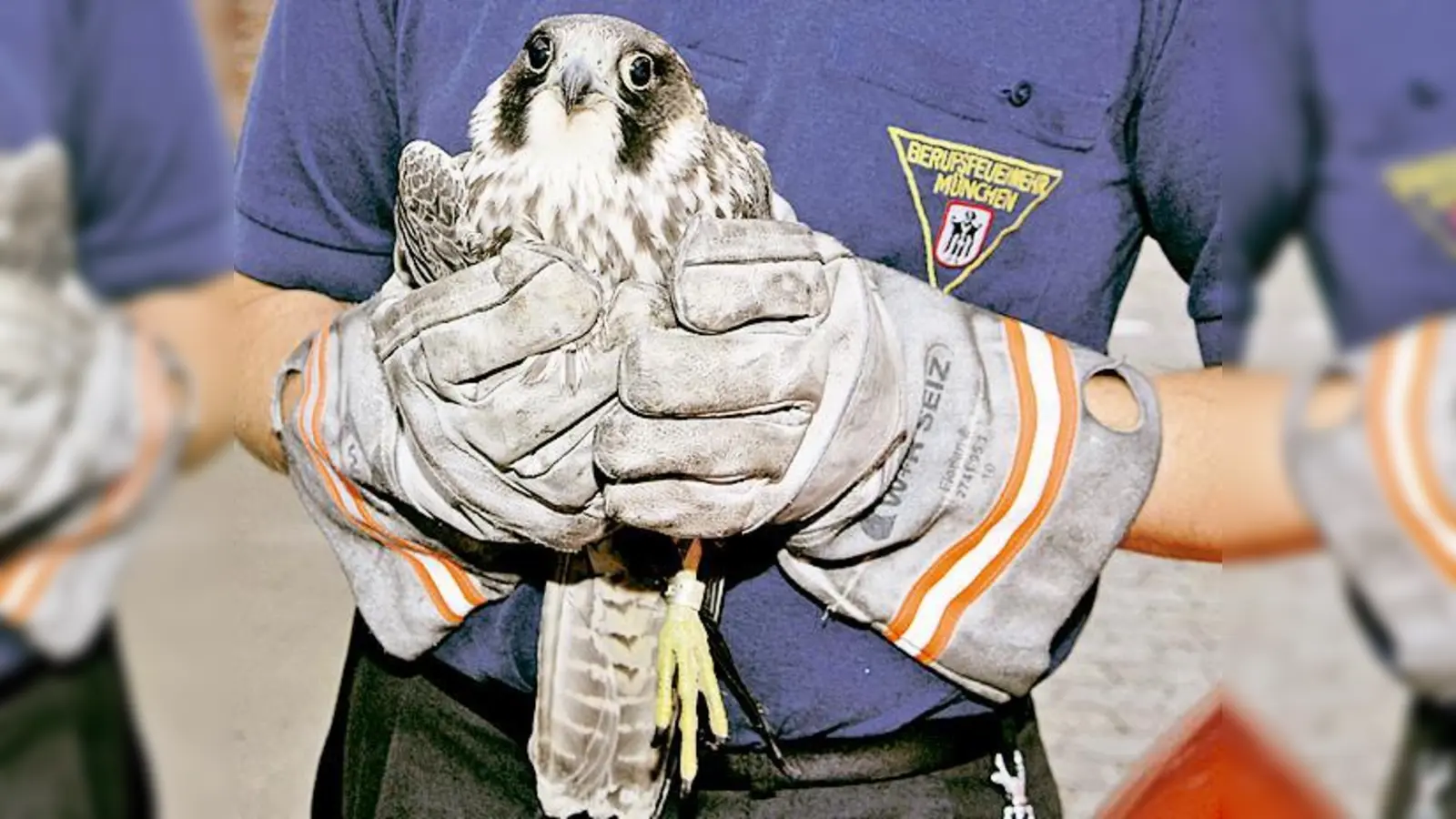 Die Feuerwehr kümmert sich um den jungen Falken und brachte ihn in die Vogelklinik.	 (Foto: Feuerwehr)