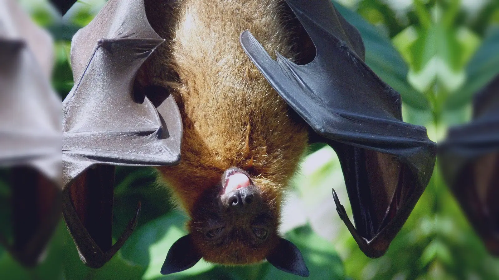 Die heimischen Fledermäuse übertragen kein Corona. (Foto: CCO)
