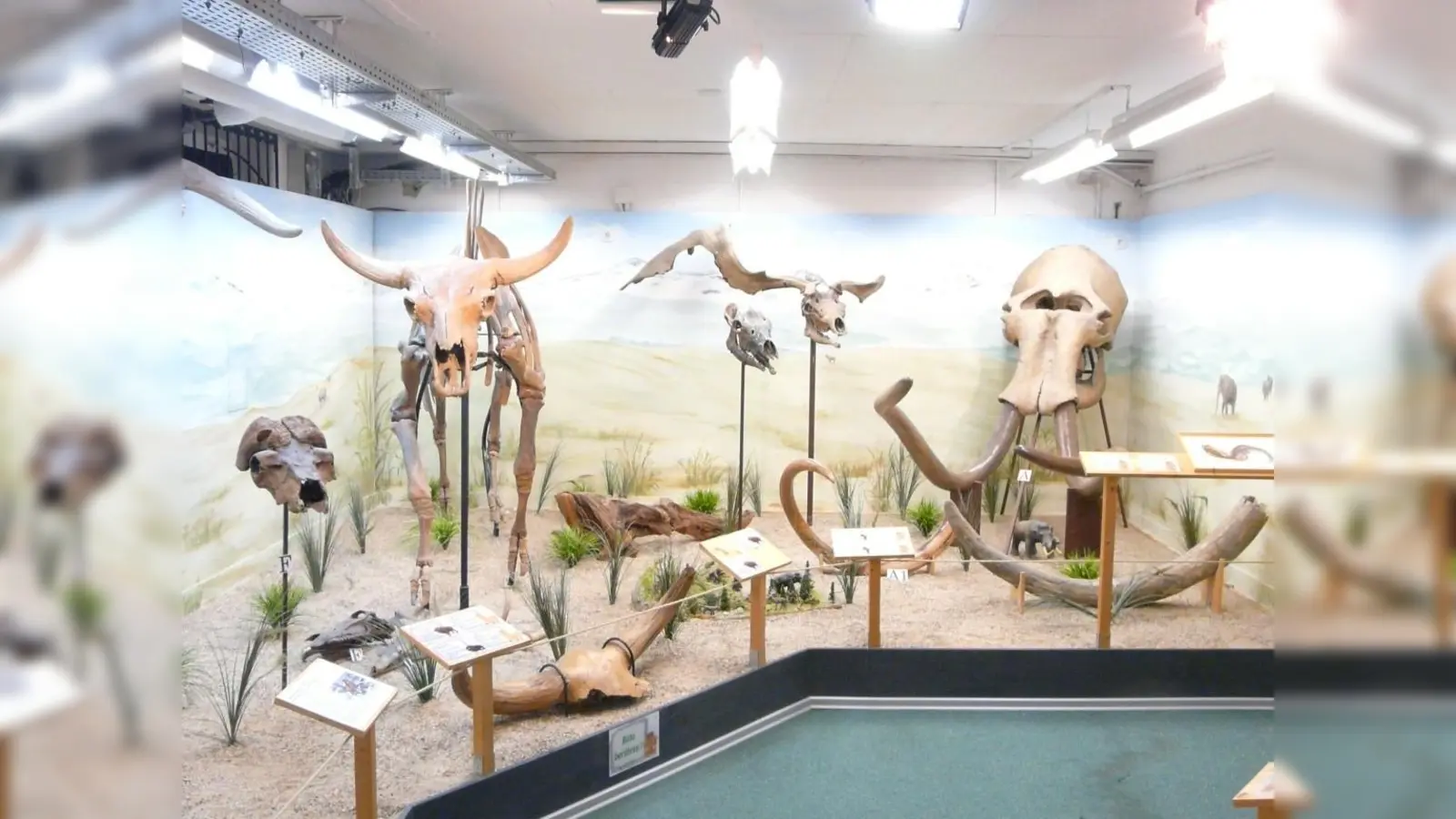 Etwa 500 Ausstellungsobjekte – davon 75 Prozent Originalfossilien – faszinieren die Museumsbesucher. (Foto: VA)