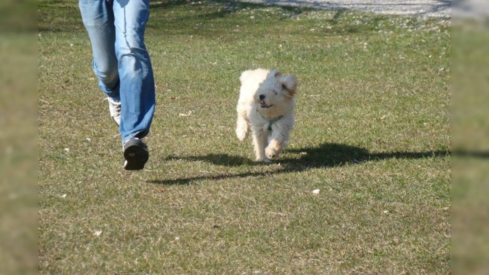 Eine gute Betreuung während der Ferienzeit ist für Tier und Tierhalter Gold wert. (Foto: pst)