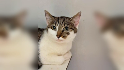 Europäisch Kurzhaar Katze Jelly. (Foto: Tierheim Riem)