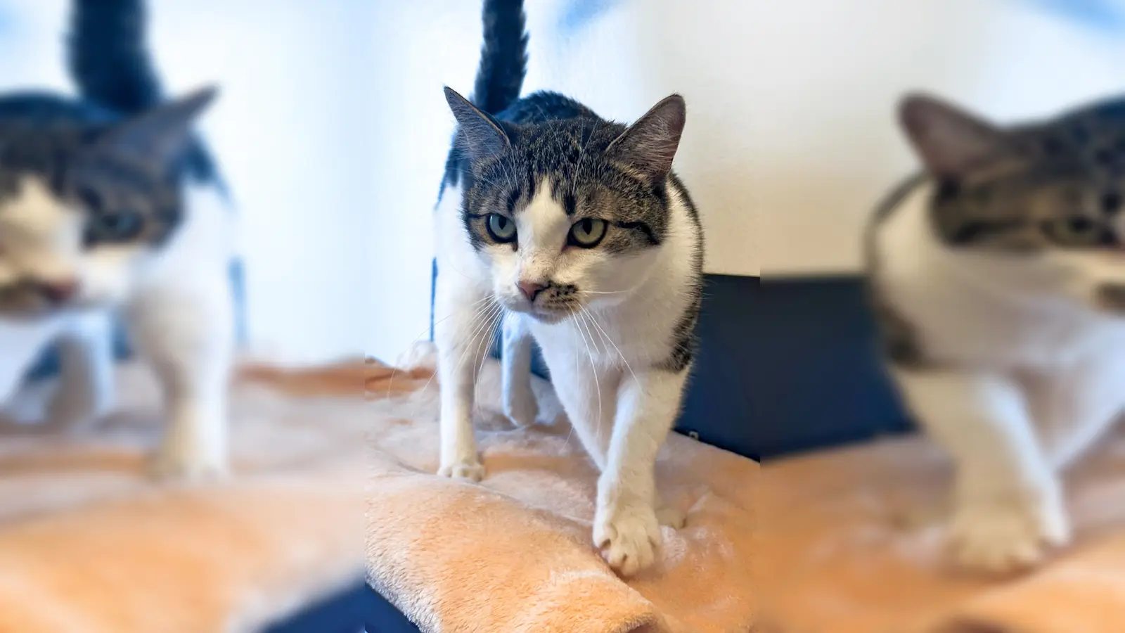 Europäisch Kurzhaar Katze Ice. (Foto: Tierheim Riem)