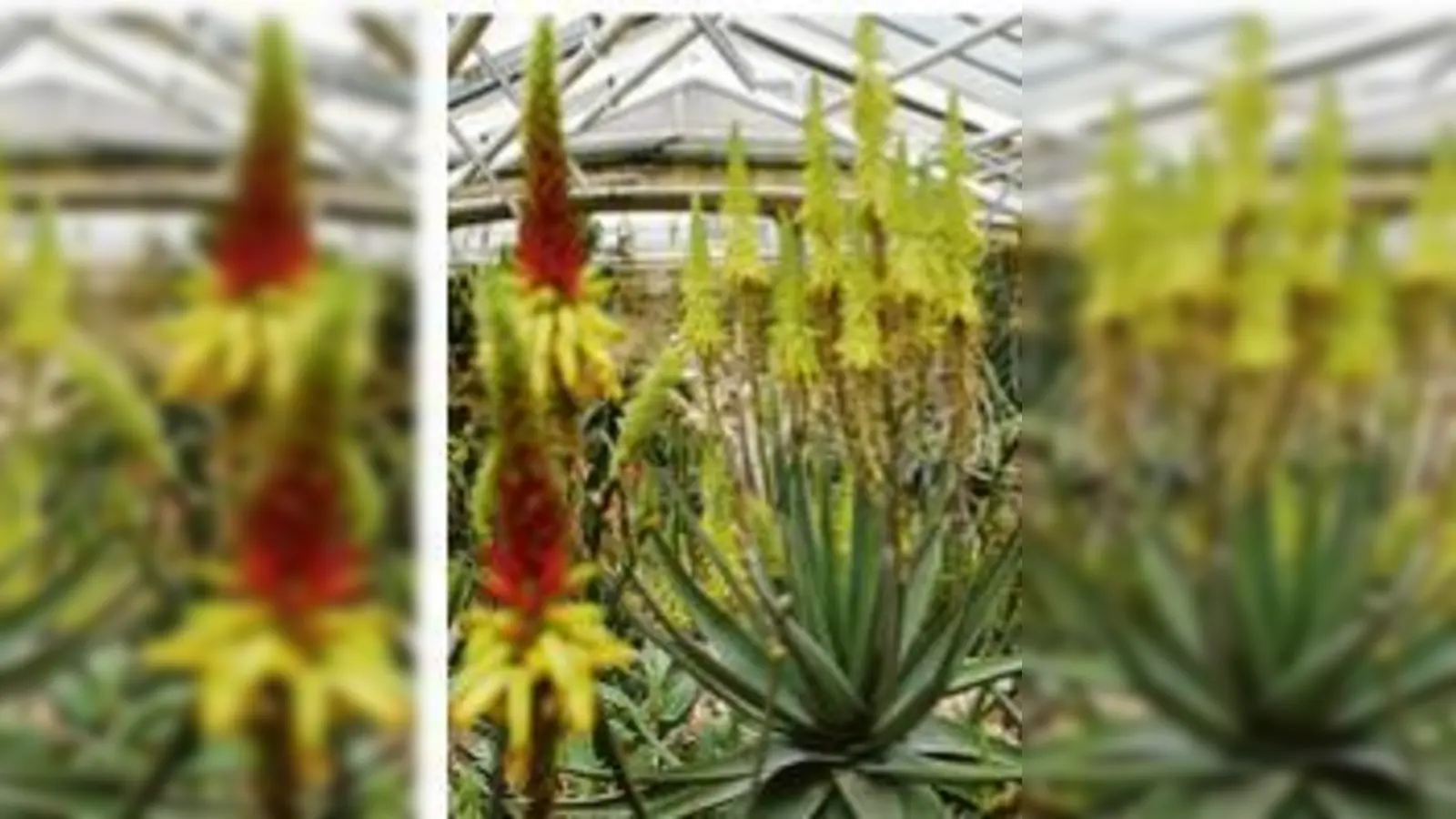 Über 3250 Aloe-Arten sind bekannt.  (Foto: VA)