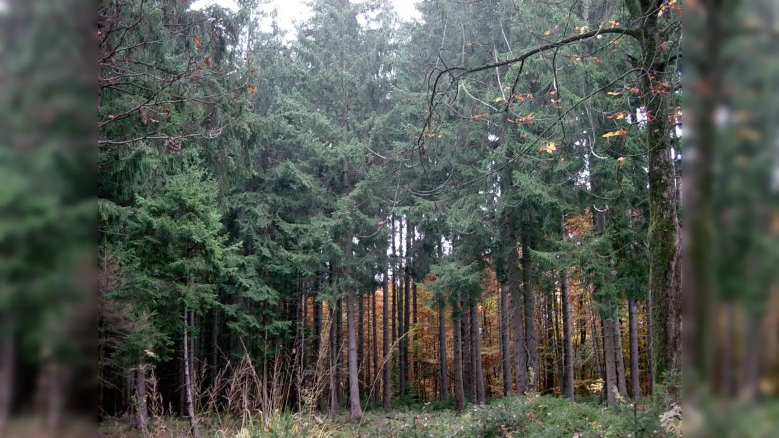 Der Wald steht im Mittelpunkt vieler Veranstaltungen. (Foto: job)