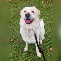 Maremmano-Mix Dino. (Foto: Tierheim Riem)