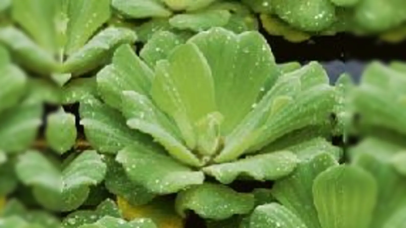 Ein feines Haarkleid lässt die Wassertropfen von der Oberfläche des Wassersalats abperlen.	 (Foto: VA)