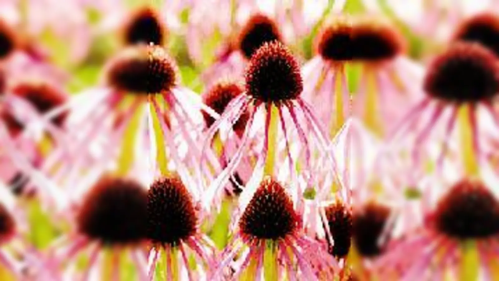 Der Sonnenhut (Echinacea) wird für die Arzneimittelproduktion  (Foto: F. Höck)