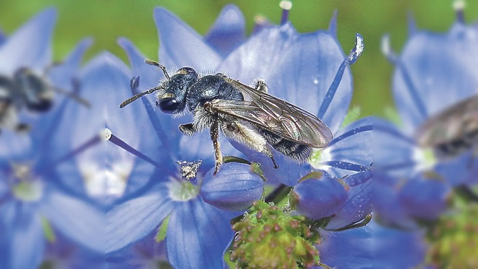 Eine blaue Ehrenpreis-Sandbiene fotografiert von Erwin Scheuchl, der sich als Wildbienen-Experte einen Namen gemacht hat. 	 	 (Foto: Erwin Scheuchl)