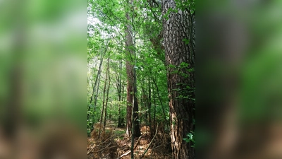 Mit der NBH wird der Wald neu erkundet.  (Foto: NBH)