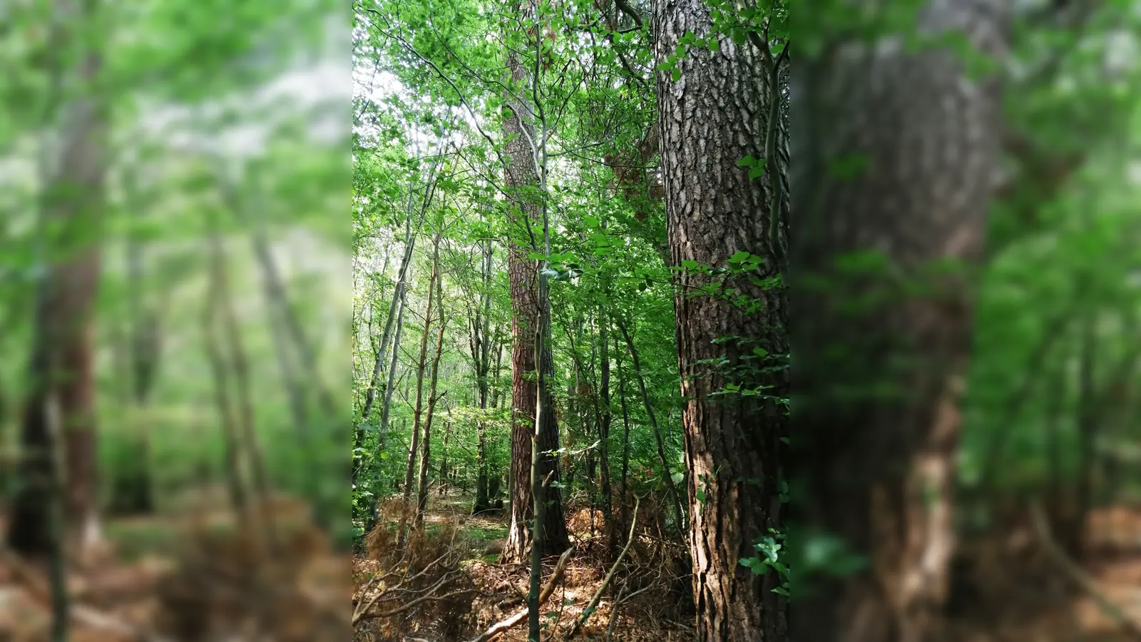 Mit der NBH wird der Wald neu erkundet.  (Foto: NBH)