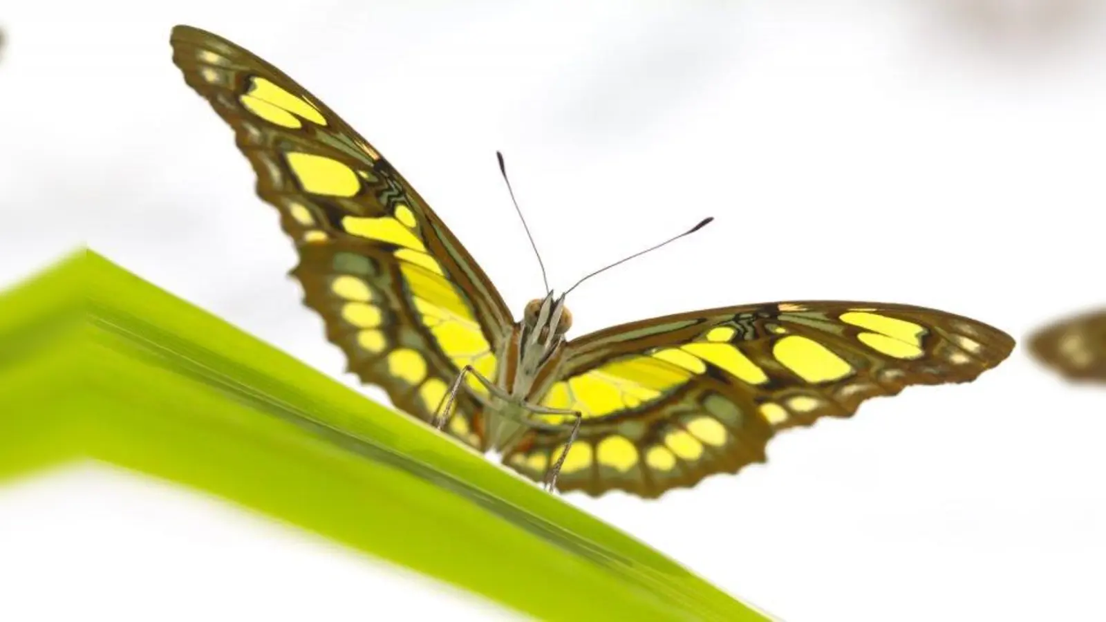 Auch der Malachitfalter (Siproeta stelenes) ist in der Ausstellung zu sehen. (Foto: Rita Verma)
