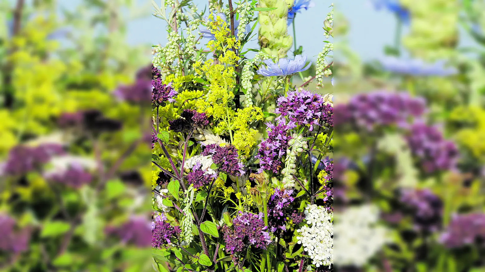 Wunderschön anzuschauen und gleichzeitig Wohltuend für die Gesundheit, das sind die Kräuterbuschen, die am 15. August gesegnet werden. (Foto: hw)