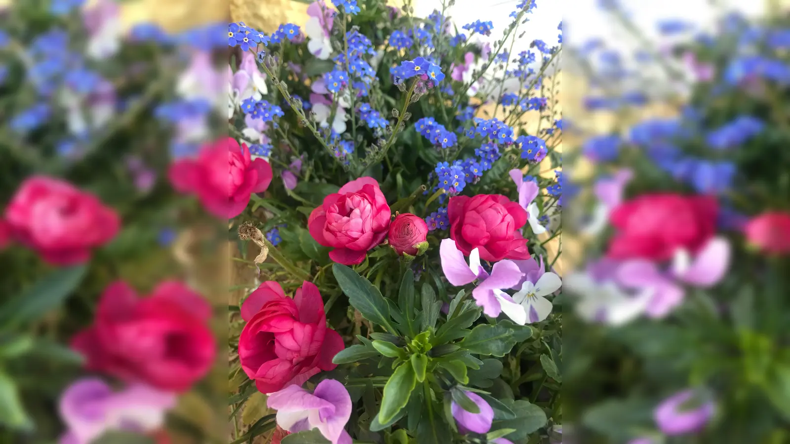 Mit einem bunten Strauß kann man seiner Mutter am Muttertag sicherlich eine große Freude machen. (Foto: hw)