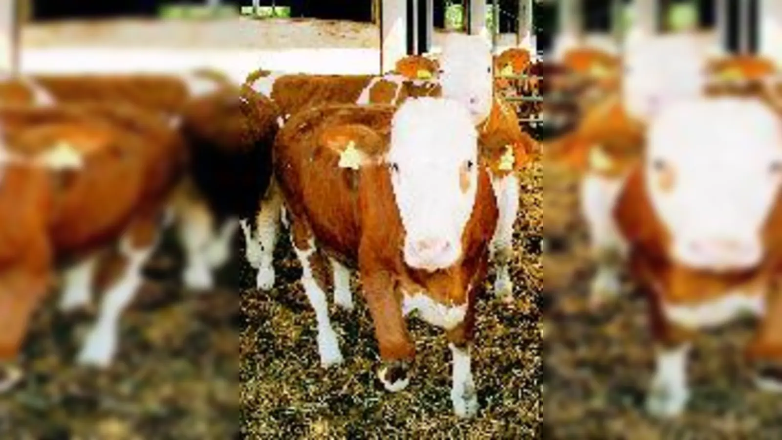 Tag des offenen Hofes in Gut Karlshof: Die Mastochsen warten schon!  (Foto: Privat)
