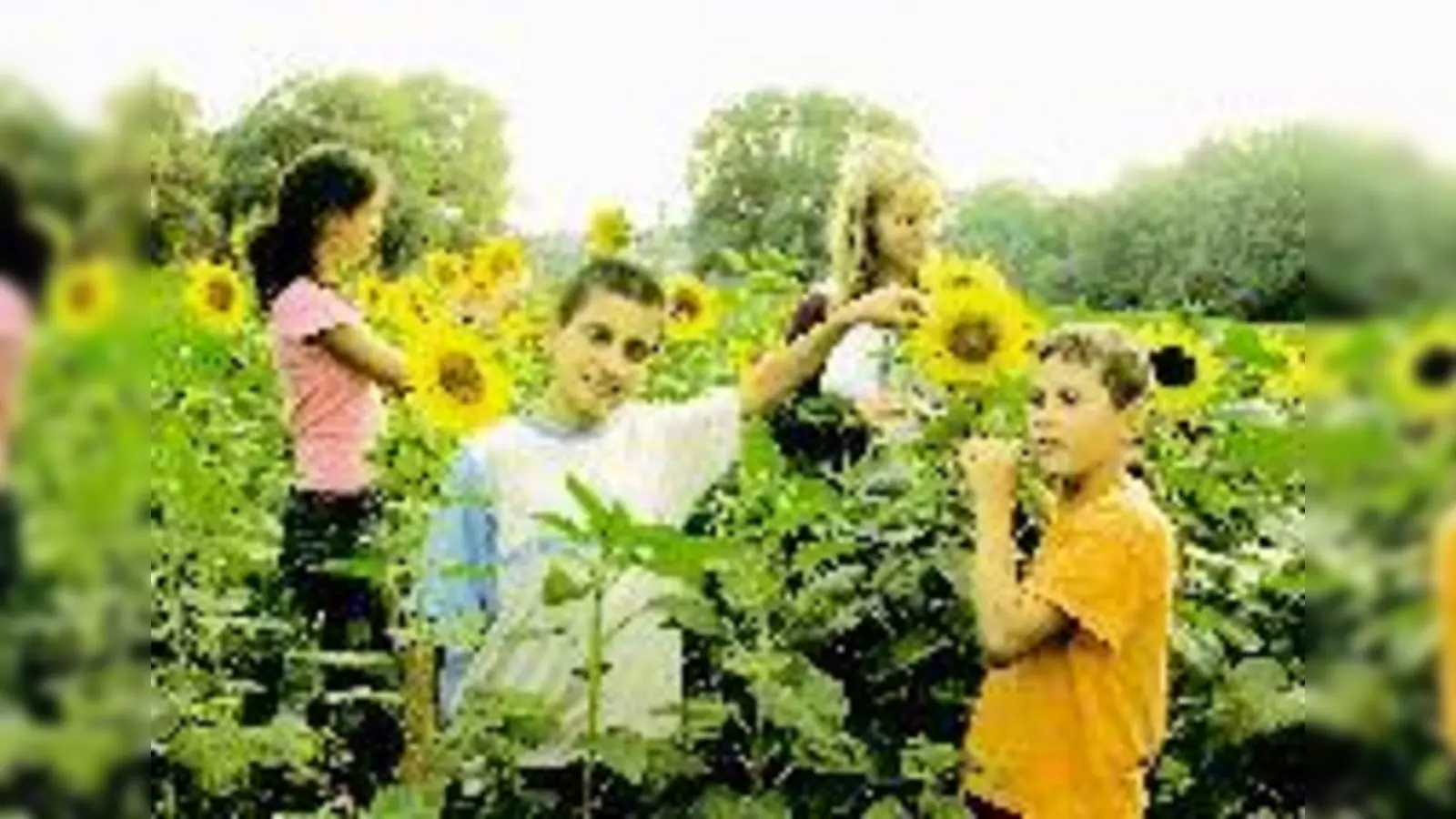 Gelbe Pracht: Die junge »Künstlergruppe« von Regina Haller mit ihren Sonnenblumen.	 (Foto: rme, 3Salz)