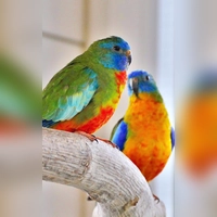 Sittiche Rainbow &amp; Cloudy. (Foto: Tierheim Riem)