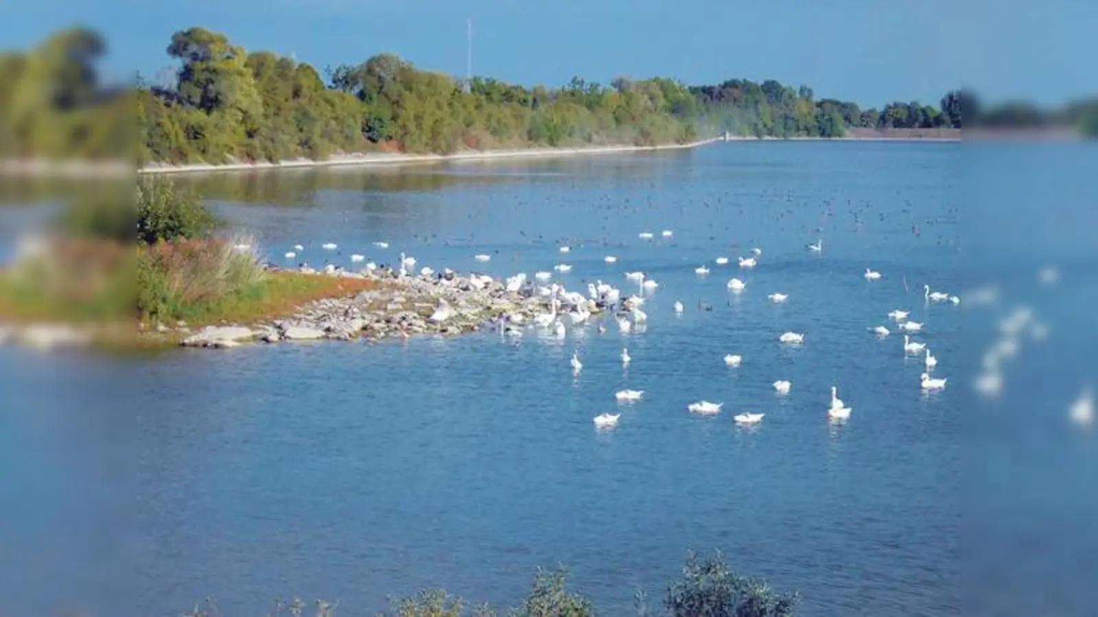 Der Ismaninger Speichersee (im Bild das Ostbecken) gilt als einer der wichtigsten Rastplätze für Wasservögel in Zentraleuropa. 	 (Foto: Karin Haas)