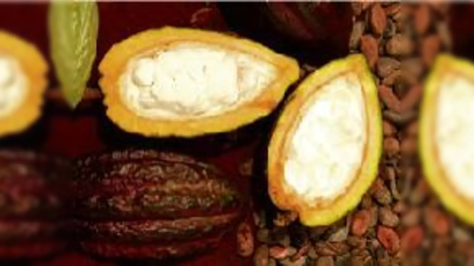 Kakaofrüchte: unreif grün, reif bei manchen Sorten rotbraun, bei anderen gelbbraun. Im Längsschnitt durch die Kakaofrucht ist das weiße Fruchtfleisch zu sehen, in das Kakaobohnen eingebettet sind.	 (F.: Höck)