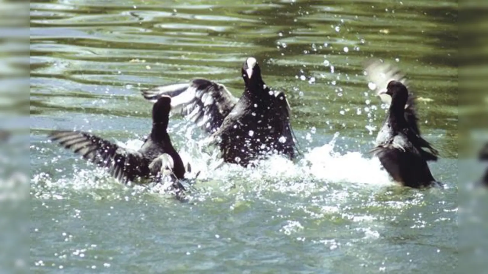 Blässrallen werden im ersten Lebensjahr geschlechtsreif, brüten oft aber erst im dritten Kalenderjahr.	 (Foto: Silke Sorge)