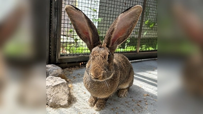 Großkaninchen Alfina. (Foto: Tierheim Riem)
