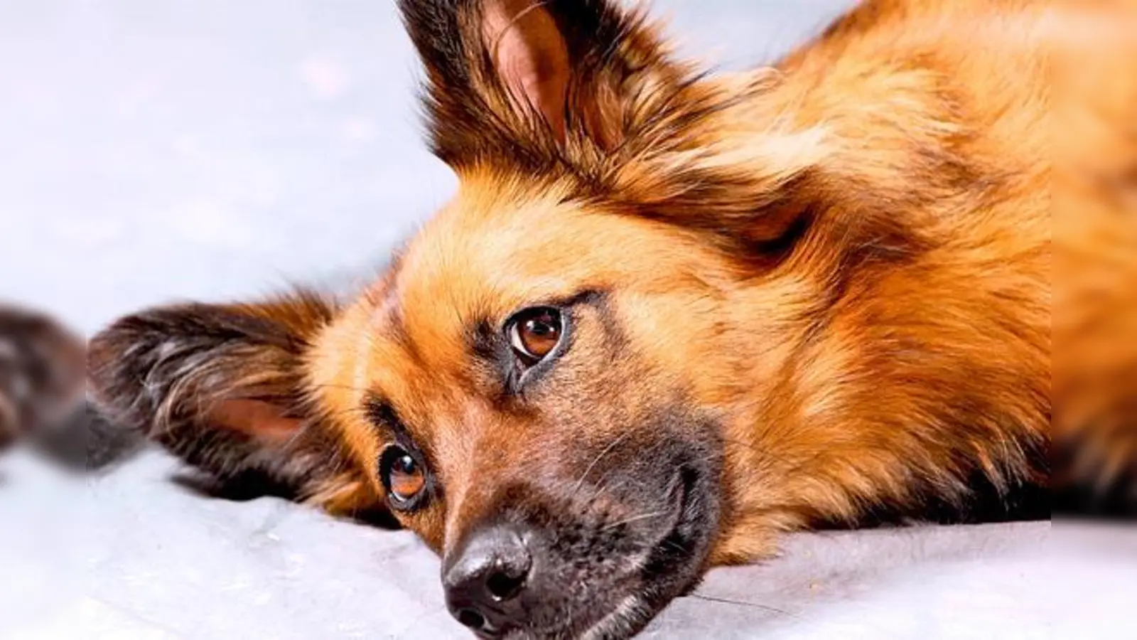 Das Hunde- und Katzen-Event am 23. November in Unterschleißheim bedeutet Spaß für die ganze Familie  inklusive Vierbeiner.	 (Foto: Fressnapf München)