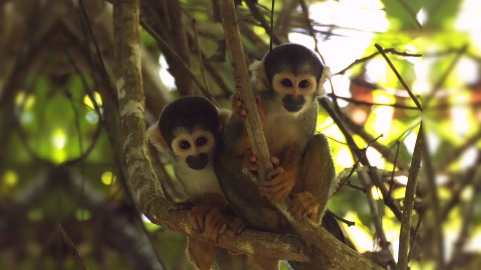 Zwei Totenkopfäffchen im amazonischen Regenwald. (Foto: Robert Retzko)