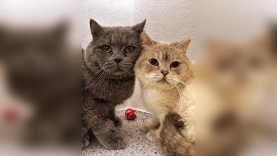 Edelweiß und Chrysler (Foto: Tierheim Riem)