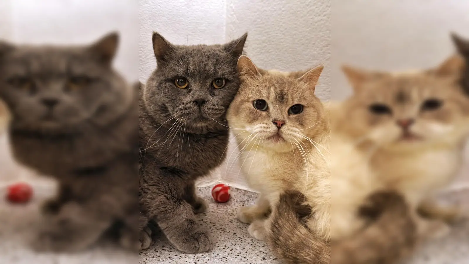 Edelweiß und Chrysler (Foto: Tierheim Riem)