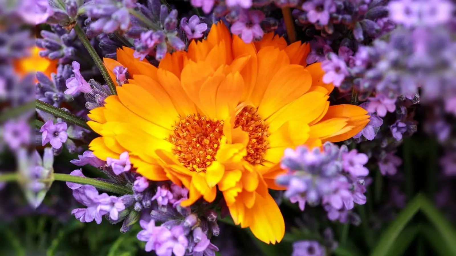 Der Spätsommer ist die Zeit von Lavendel, Ringelblumen und Co. (Foto: VA)