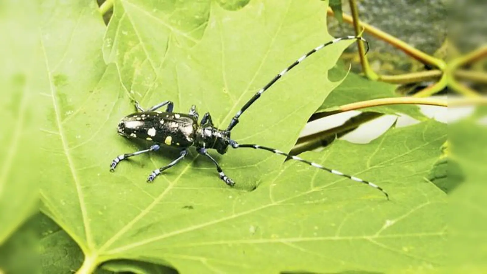 Bildhübscher Nerver: Diesen Gast hätten wir gerne wieder los. Bäume, die vom ALB befallen sind, können nicht mehr gerettet werden.	 (Foto: LfL)