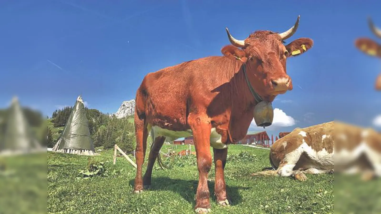 Das Sonnwendfeuer wird mit Live-Musik direkt an der Sonnenalm entzündet.	 (Foto: H. Reiter)