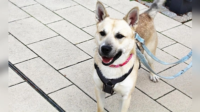 Roky ist ein zutraulicher, verschmuster und verspielter junger Rüde, der gerne Zeit mit seinen Menschen verbringt. (Foto: Tierheim Riem)