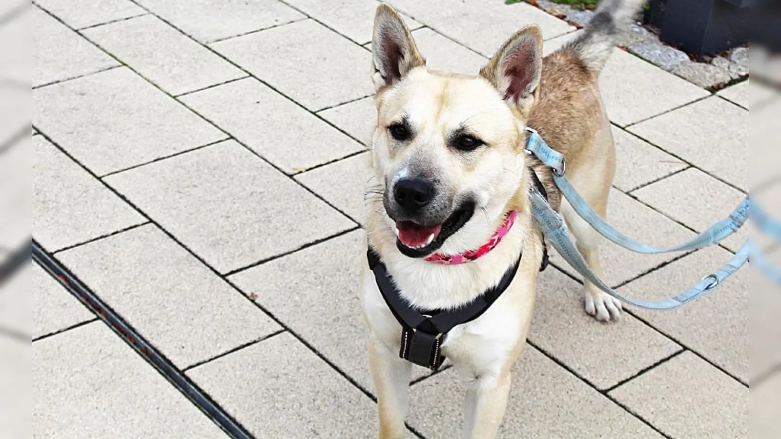 Roky ist ein zutraulicher, verschmuster und verspielter junger Rüde, der gerne Zeit mit seinen Menschen verbringt. (Foto: Tierheim Riem)