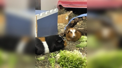 Die beiden Glatthaarmeerschweinchen suchen gemeinsam ein neues Zuhause. (Foto: Tierheim Riem)