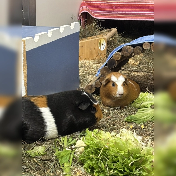 Die beiden Glatthaarmeerschweinchen suchen gemeinsam ein neues Zuhause. (Foto: Tierheim Riem)