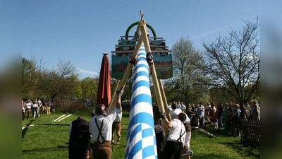 Stück für Stück hoben die Männer den Maibaum an. (Foto: pi)