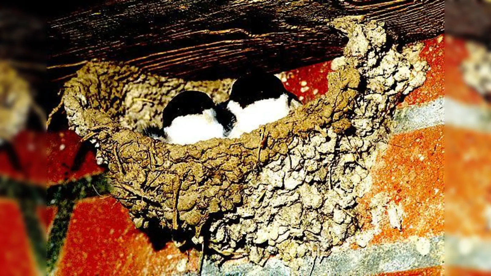 Jeder findet sie süß: Junge Mehlschwalben im Nest. Gefahr droht ihnen durch Unwissenheit und das wachsende Sauberkeitsbedürfnis.  	 (Foto: Dieter Damschen)