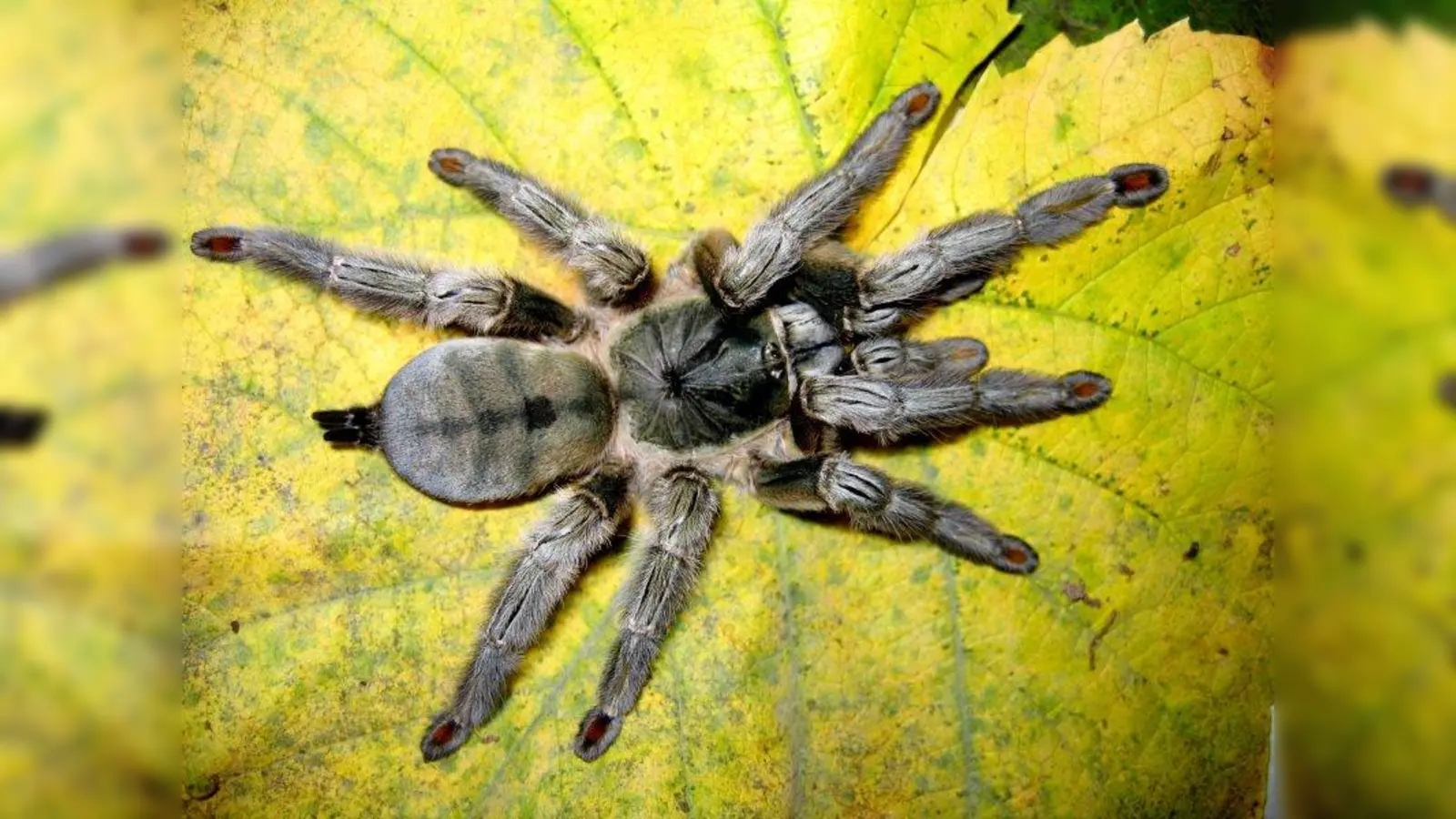 Psalmopoeus cambridgei ist eine Vogelspinne, die 10 cm weite Sprünge schafft. Sie ist schnell, verlässt ihren Unterschlupf aber nur selten. (Foto: MSMN)