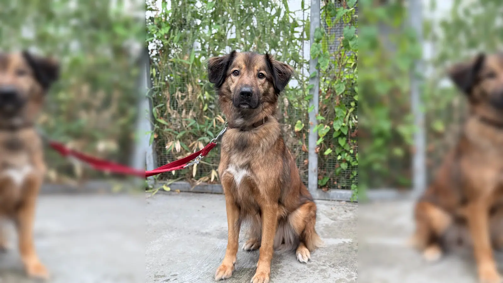 Mischlingsrüde Leo. (Foto: Tierheim Riem)