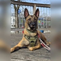 Malinois-Rüde Spirit. (Foto: Tierheim Riem)