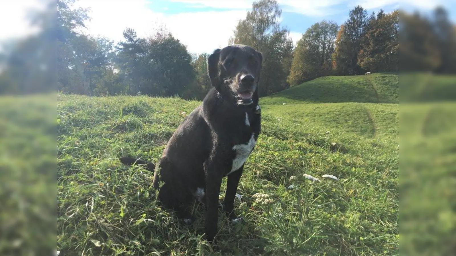 Liebe wirkt Wunder: Pfoti wurde als Welpe - räudig und mit gebrochenen Beinchen - in einer Mülltonne gefunden. Heute ist er ein schöner, großer Hund - ein wenig vorsichtig zwar, aber nicht übermäßig ängstlich. (Foto: bb)