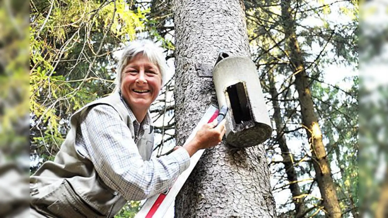 Geflügelte Tagschläfer anwesend oder nicht? Henriette Hofmeier inspiziert einen Fledermauskasten.  (Foto: Sybille Föll)