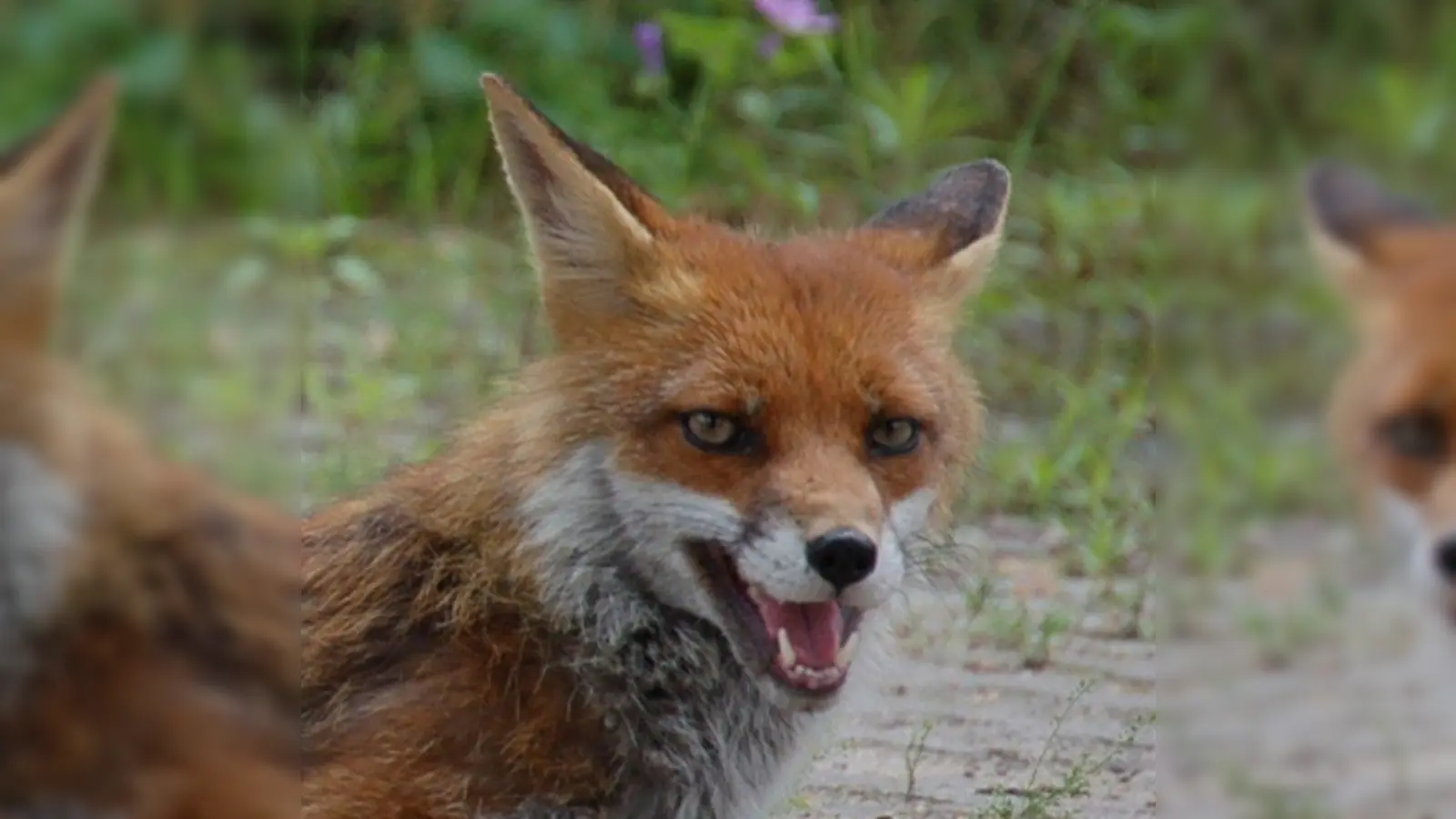Der Rotfuchs hat sich längst dem Leben in der Stadt angepasst. (Foto: Miroslav Großer/ pixelio.de)